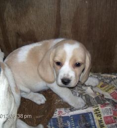 a puppy sitting next to a white dog on top of a bed covered in newspaper