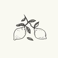 two lemons on a branch with leaves drawn by hand in black and white ink