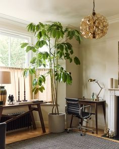 a living room filled with furniture and a large potted plant next to a fire place