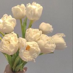 a hand holding a bouquet of white tulips in front of a gray background