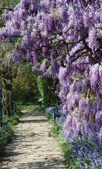 purple flowers are growing on the side of a path