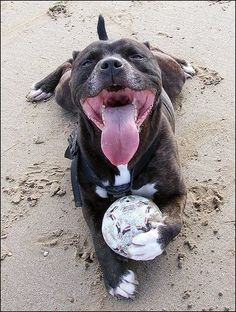 a dog laying on the beach with its mouth open and holding a ball in it's paws