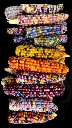 an image of corn on the cob in different colors and sizes with black background