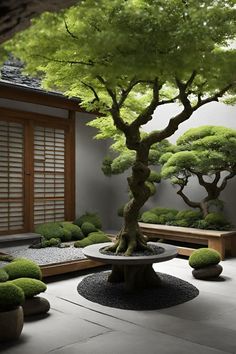 a bonsai tree in the middle of a courtyard