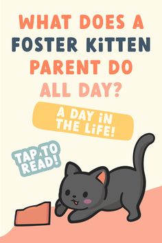 a poster with a black cat on it's back and the words what does a fosterer kitten parent do all day?