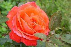 an orange rose with green leaves in the foreground and grass in the back ground