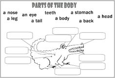 parts of the body worksheet for kids with pictures and words to help students learn