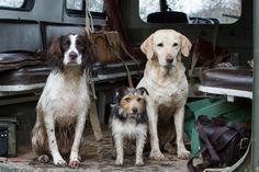 three dogs are sitting in the back of a truck