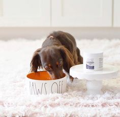 a dog eating out of a bowl on the floor