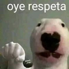 a stuffed polar bear is posed in front of a mirror with its mouth open and tongue out