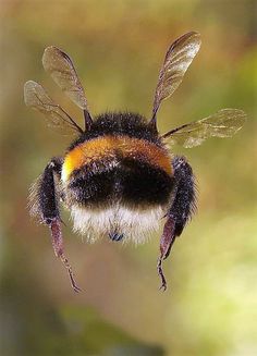 a close up of a bee flying in the air with it's eyes closed