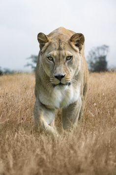 a lion is walking through tall grass in front of some trees on the other side