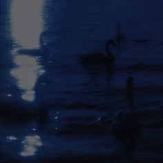 two swans swimming in the water at night