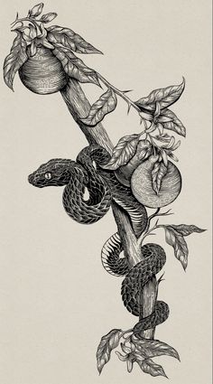 an ink drawing of a snake on a branch with leaves and fruit hanging from it