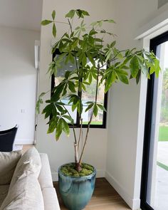 a large potted plant sitting on top of a wooden floor next to a window