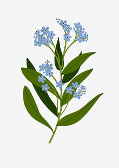 blue flowers and green leaves on a white background