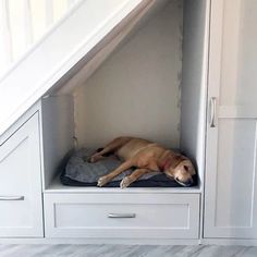 a brown dog laying on top of a bed under a stair case in a room