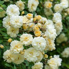 white and yellow flowers are blooming in the garden