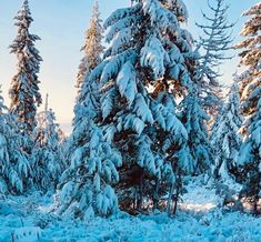 snow covered trees in the middle of a forest