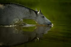 a horse drinking water from a pond with it's head in the water and its eyes closed