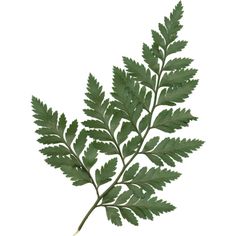 a green leafy plant on a white background