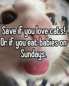 a cat sticking its tongue out with the caption save if you love cats or if you eat babies on sunday