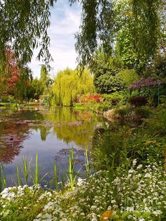 a pond surrounded by trees and white flowers