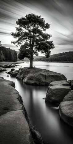 black and white photograph of a lone tree on the shore of a body of water