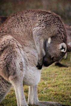 a kangaroo with it's head in its mouth and another kangaroo standing behind it