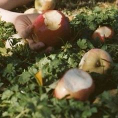 someone picking apples from the ground with their hands