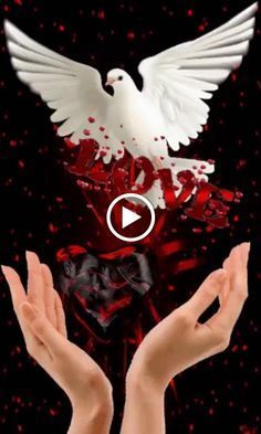 two hands are holding a white dove with red splatters on it and the words peace is in front of them