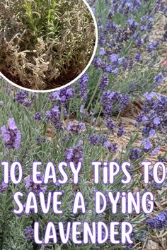 lavender plants with the words 10 easy tips to save a dying lavender