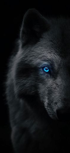 a black wolf with purple eyes looking at the camera in the dark night time photo