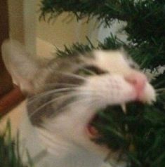 a white and gray cat with it's mouth open next to a christmas tree