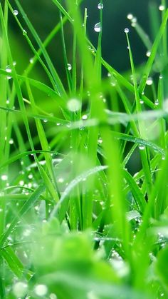 green grass with water drops on it