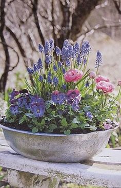 a potted plant with purple and pink flowers