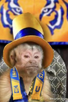 a monkey with a hat and scarf around it's neck wearing a blue and yellow tie