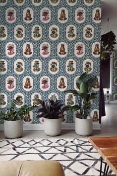 three potted plants sit in front of a wallpapered room with pictures on it