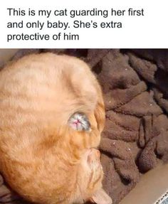 an orange cat laying down on top of a pile of brown carpeted blankets with caption that reads, this is my cat guarding her first and only baby she's extra protective of him