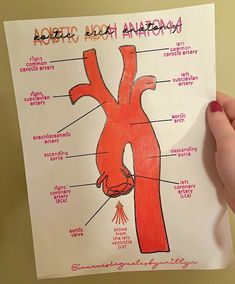 a child's hand holding up a diagram of the human heart and its parts