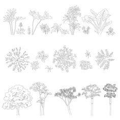 the different types of trees are shown in black and white, with one line drawing