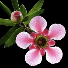 a pink flower with green leaves on a black background