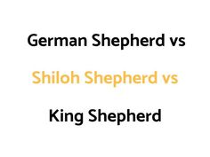 the german shepherd versus shiloh shepherd vs king shephard in english and spanish