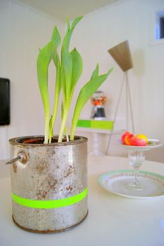 a potted plant sitting on top of a white table