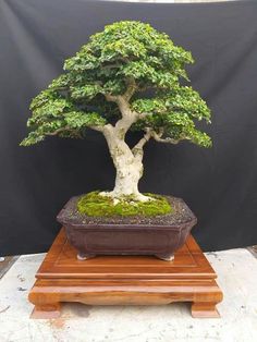 a bonsai tree in a pot with moss growing on it