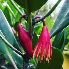 two red flowers are blooming on a tree branch with green leaves in the background