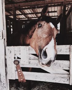 a brown horse sticking its head over the top of a wooden fence with a medal around it's neck