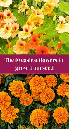 The 10 easiest flowers to grow from seed Easiest Plants To Grow From Seed, When To Plant Wildflower Seeds, Easiest Flowers To Grow From Seed, When To Plant Cosmos Seeds, Growing Moonflower From Seed, Planting Flowers From Seeds, Easiest Flowers To Grow