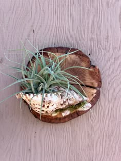 an air plant sitting on top of a piece of wood with grass growing out of it