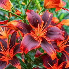 red and orange flowers with green leaves in the background